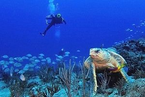 singer island scuba